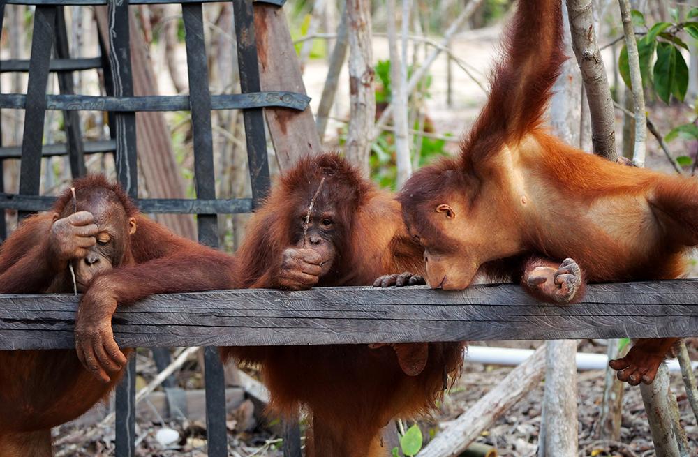 Baby Orangutans After Jungle School