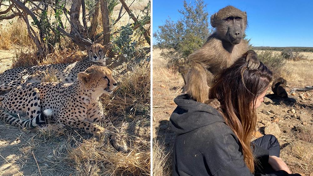 Cheetah Run and Baboon Walk