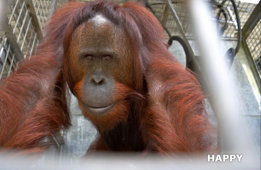 Happy the Orangutan - Nyaru Orangutan Orangutan Sanctuary Release Candidate