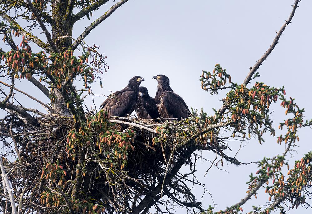 Black Eagle - Worst Mothers in the Animal Kingdom