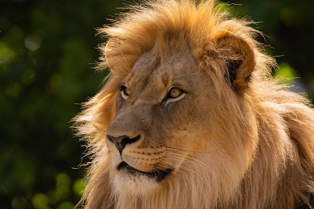 Lone Male Lion