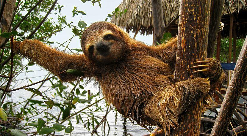 Sloth in tree