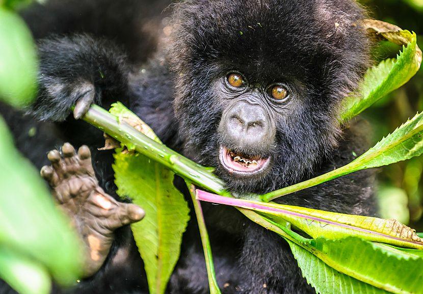 Scared baby gorilla