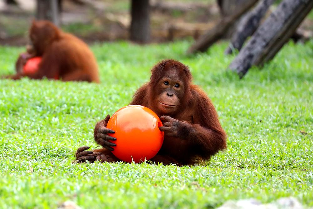 Nyaru Menteng Orangutan Sanctuary