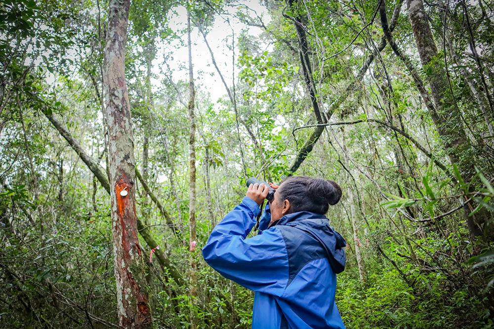 Volunteer Looking at Lemurs in Trees