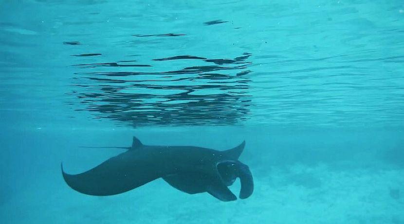 Manta Ray Raja Ampat