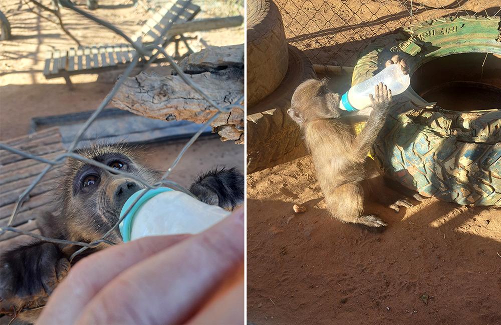 Bottle Feeding Baby Baboons at the Namibia Wildlife Sanctuary