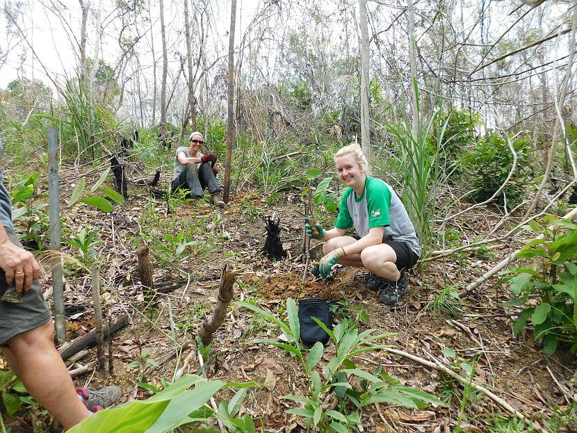 Borneo Tree Planting