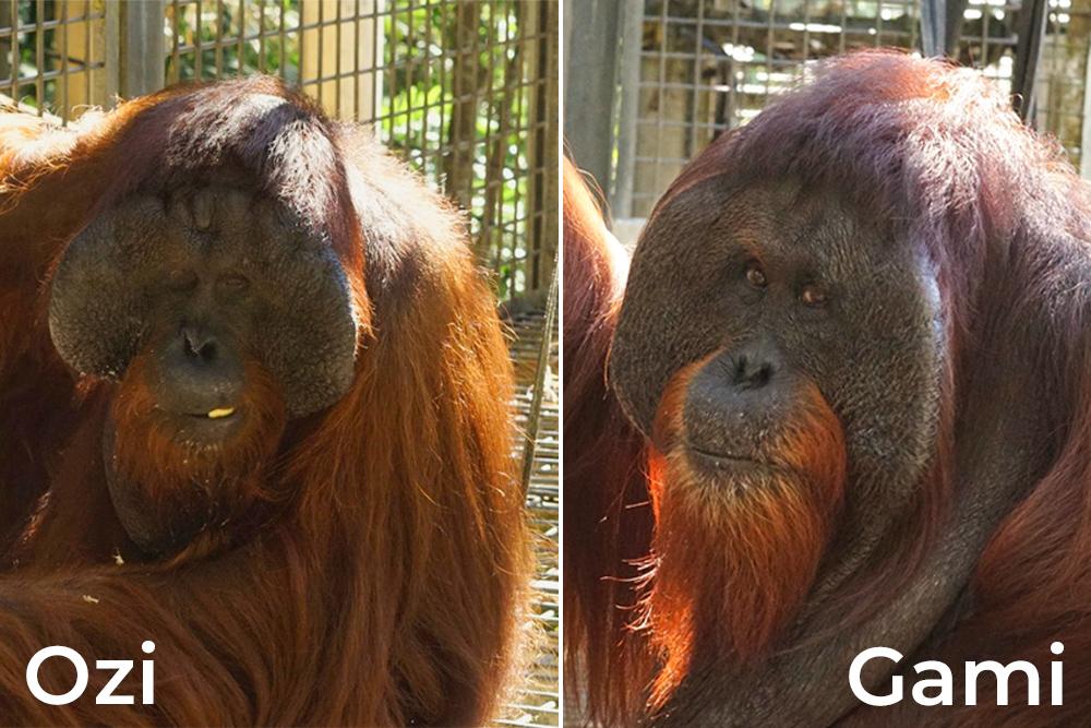 Gami and Ozi Orangutans