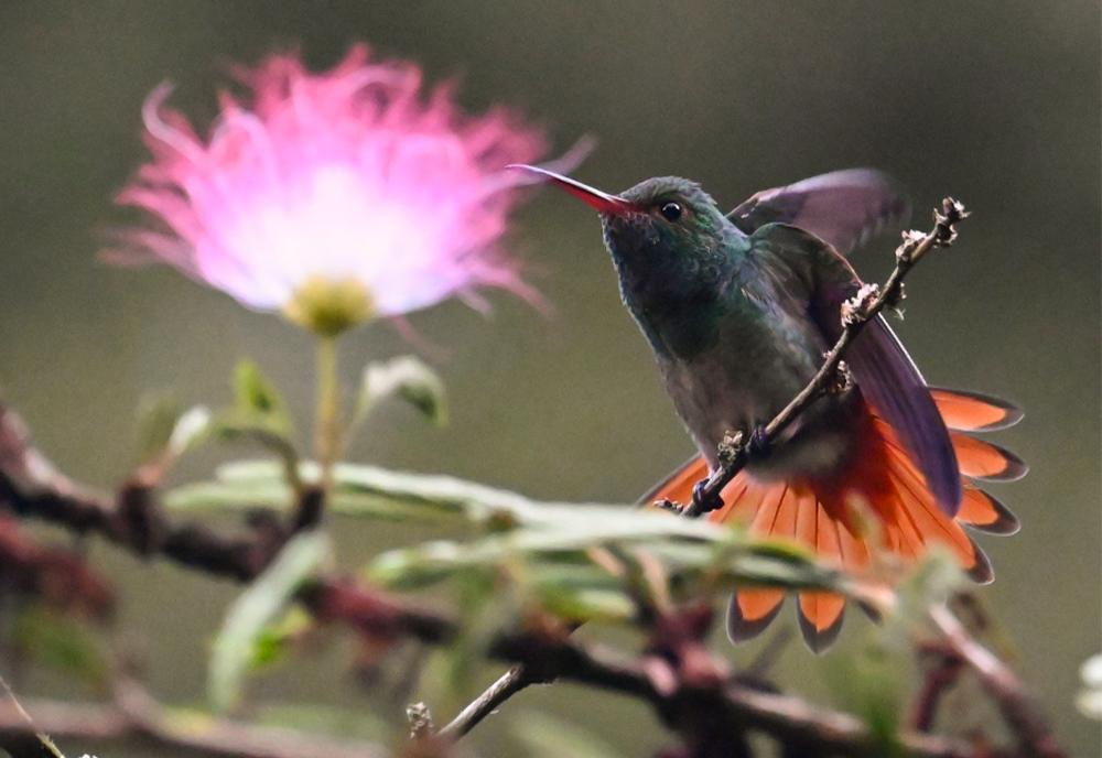 Hummingbird