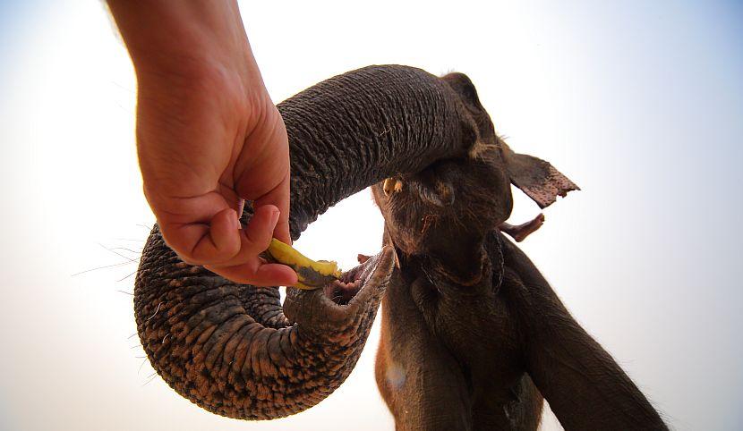 Feeding elephant