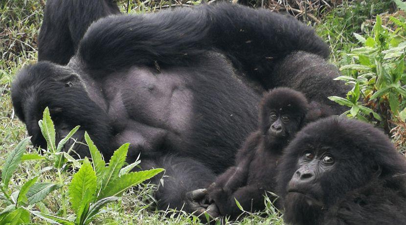 Gorillas in Uganda