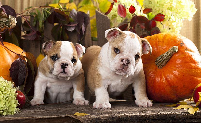 Puppies on Halloween