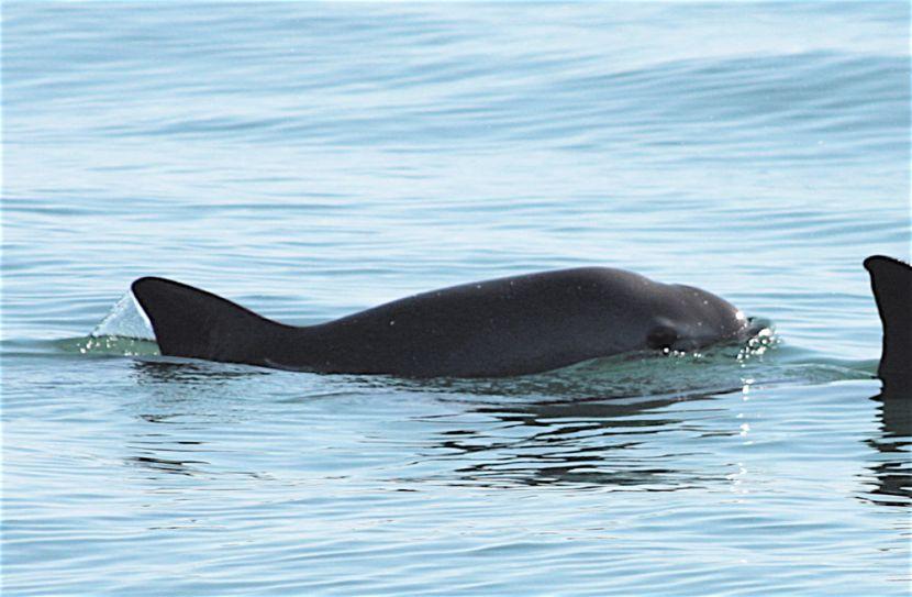 a vaquita most endangered species 