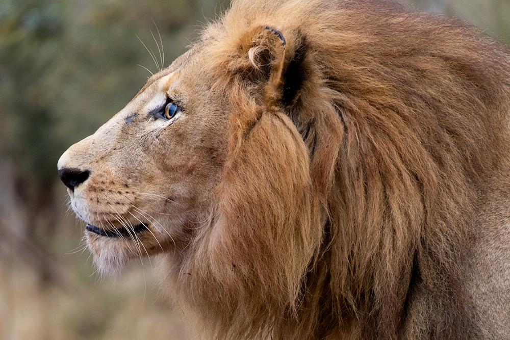 SanWild Sanctuary & Reserve