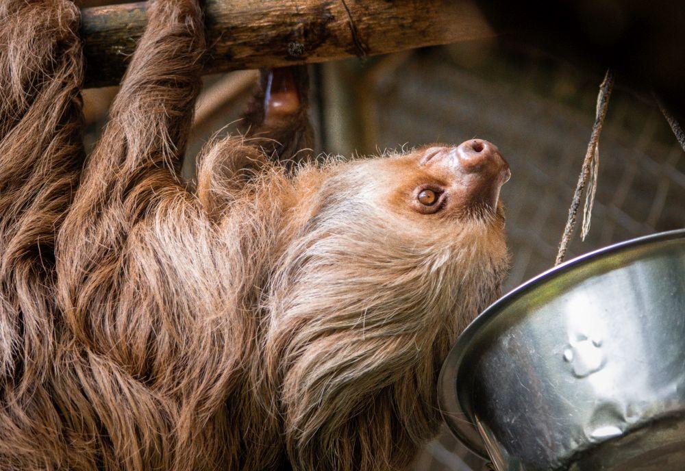 Senor Dona the Sloth - Sloth Conservation & Wildlife Experience