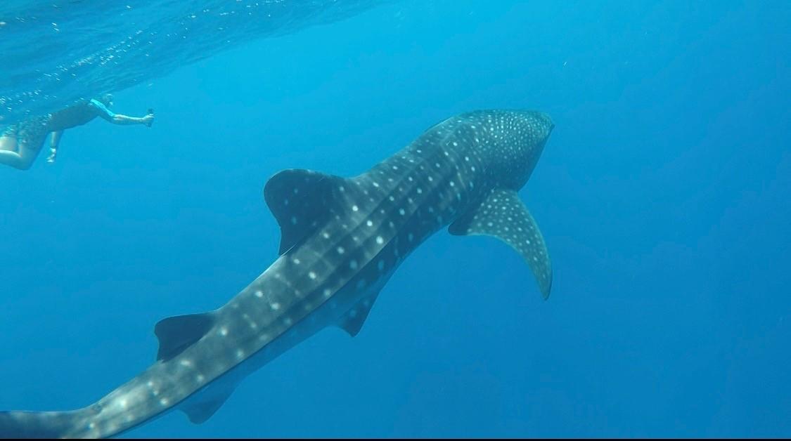 Diving with a Whale Shark