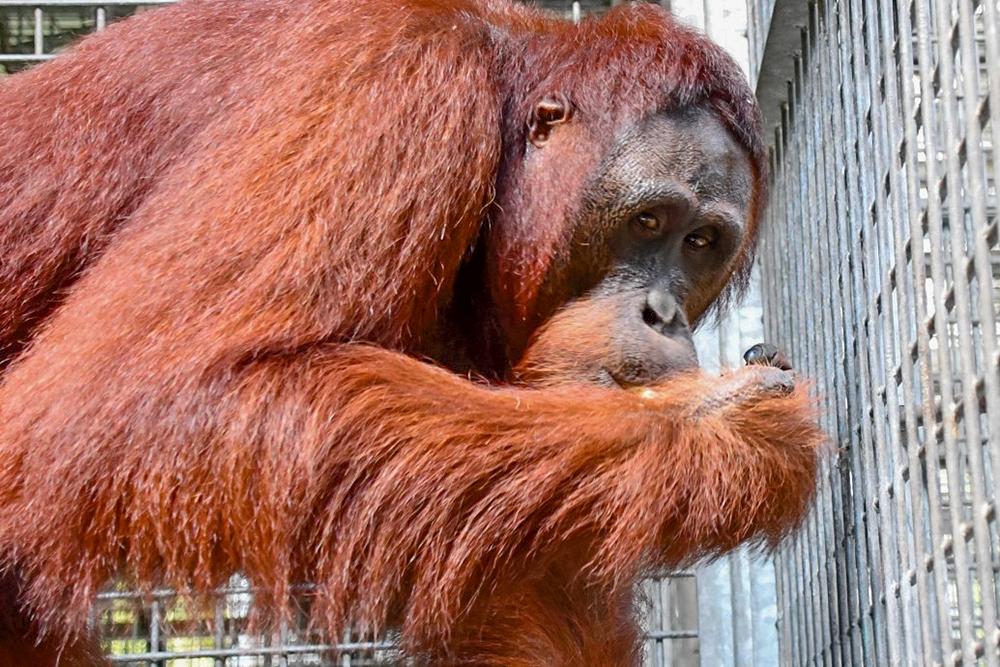 Orangutan Himba Ready for Release