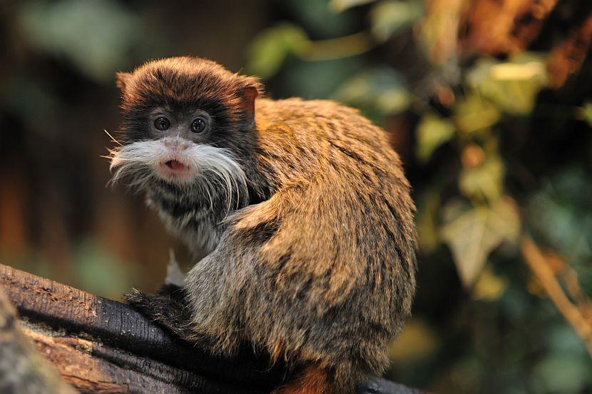 Emperor Tamarin