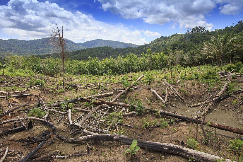 Borneo rainforest deforestation