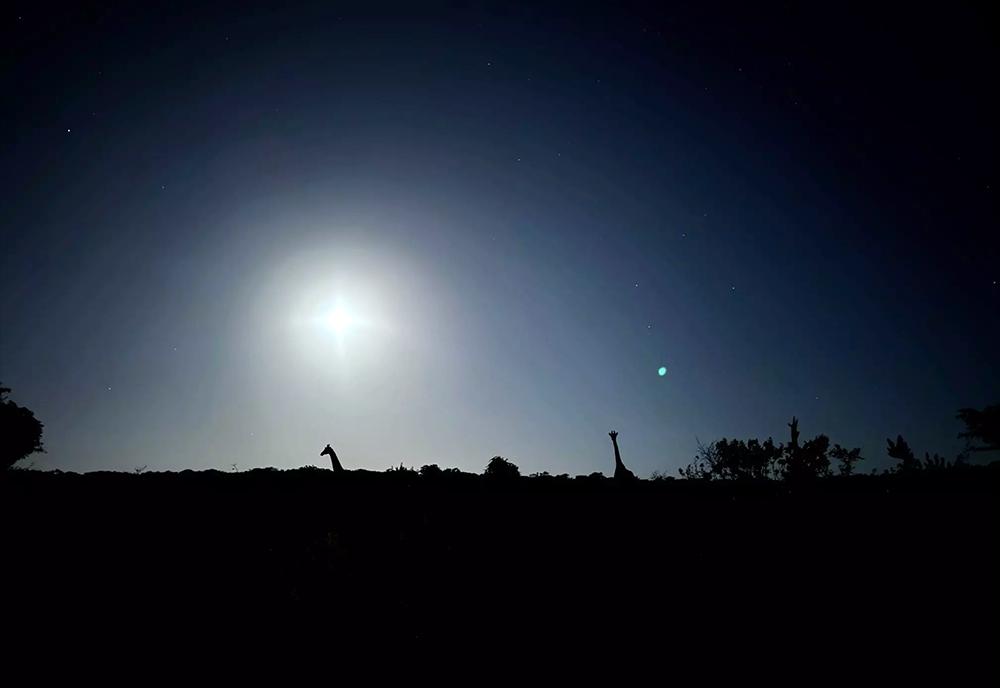 Giraffes on Night Drive - Amakhala Conservation Project