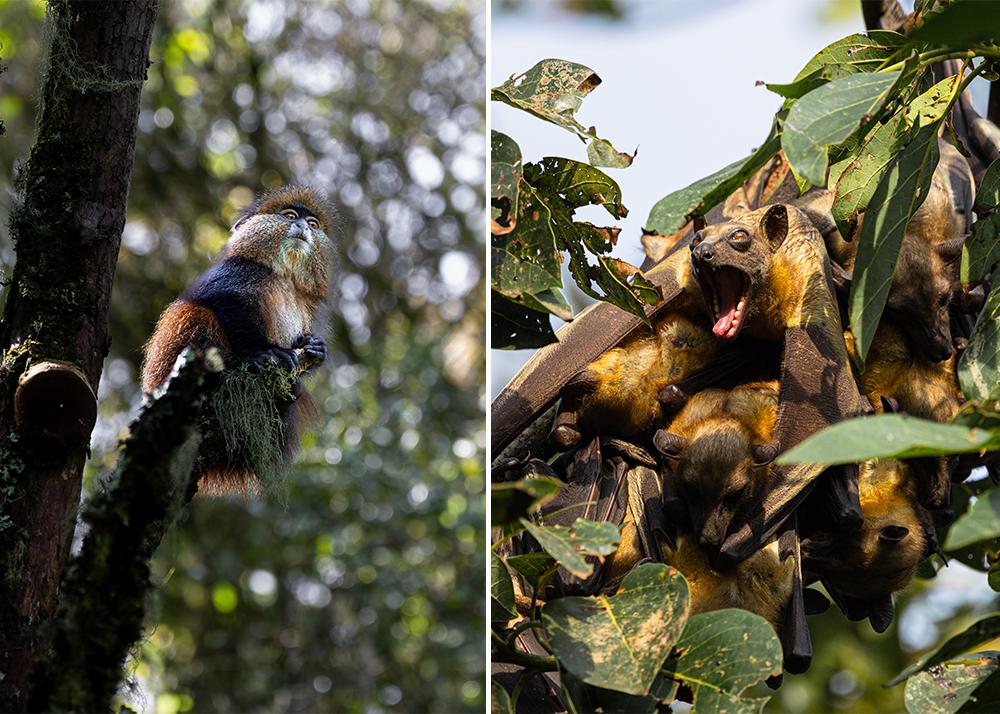 Uganda Wildlife Tour with Unbelievable Wildlife
