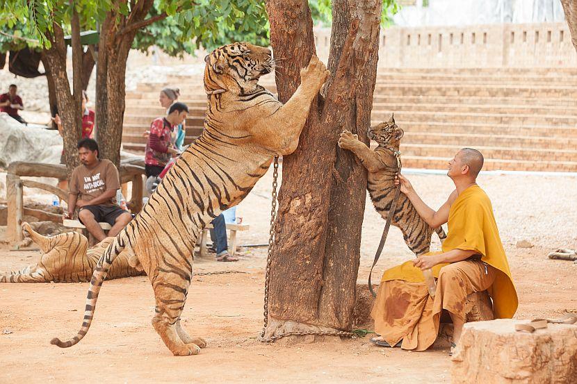 Thailand Tiger Temple