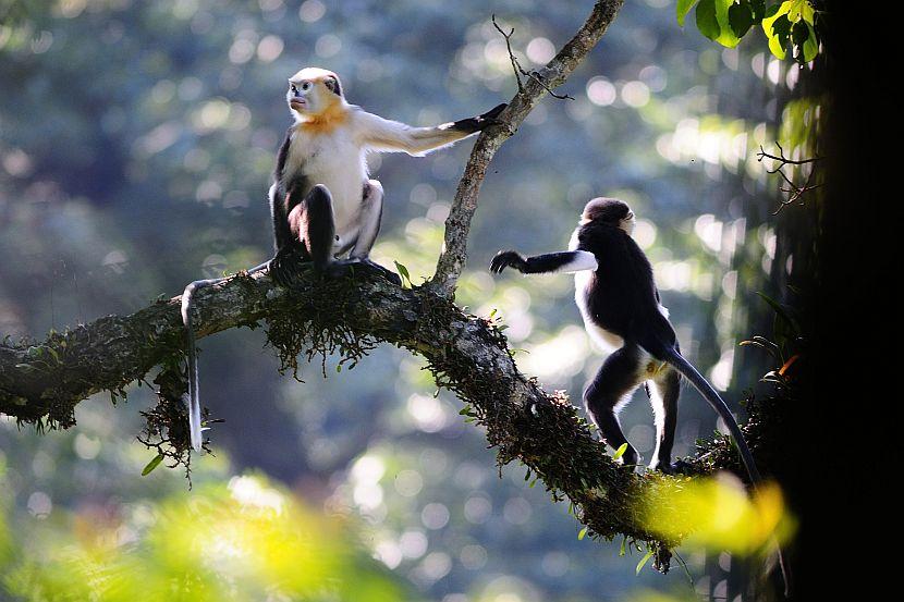 Tonkin snub-Nosed Monkey