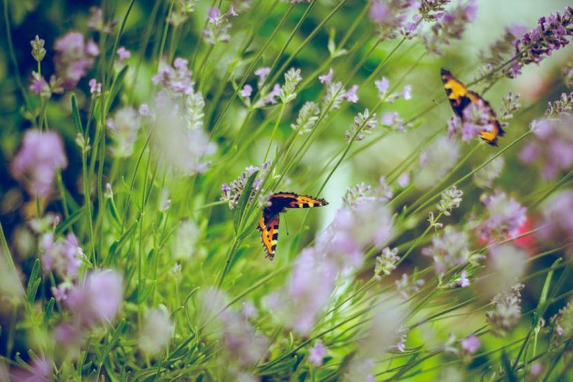 English butterflies