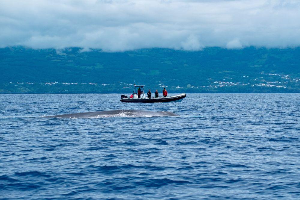 Whale Watching