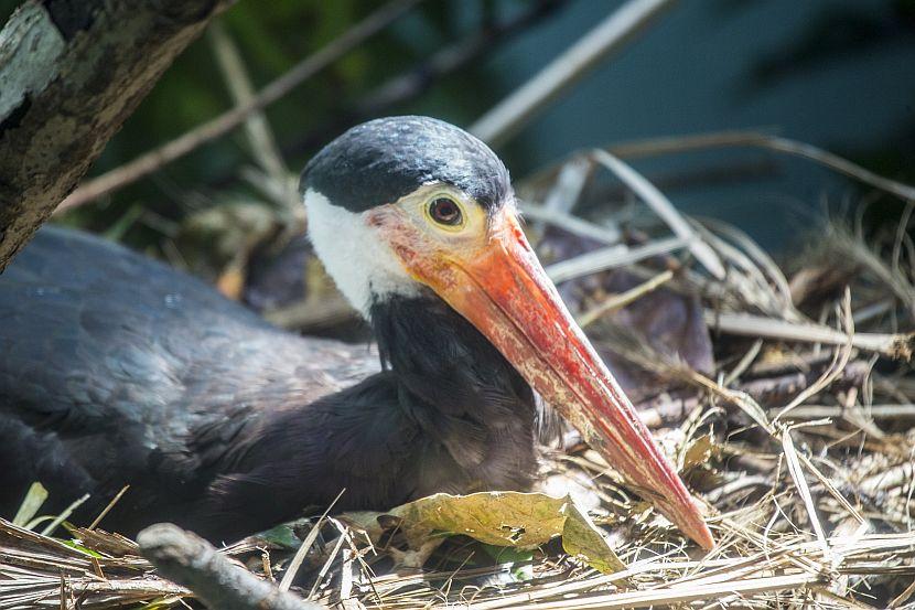 Storm Stork Borneo