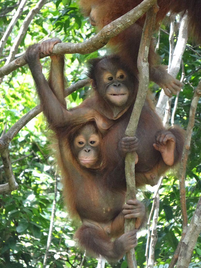 Orangutan Awareness Week 2015