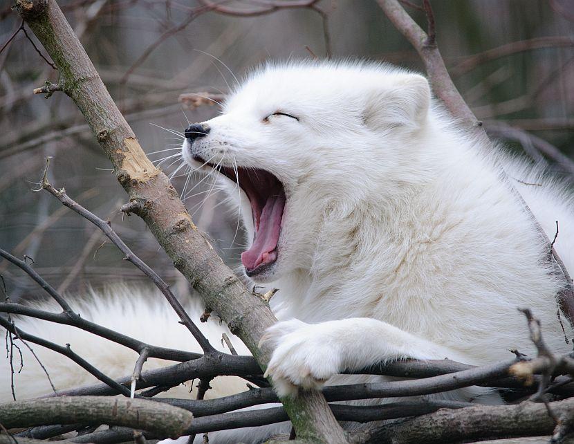 Yawning arctic fox