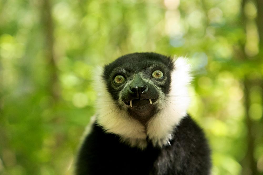 lemur Showing Teeth