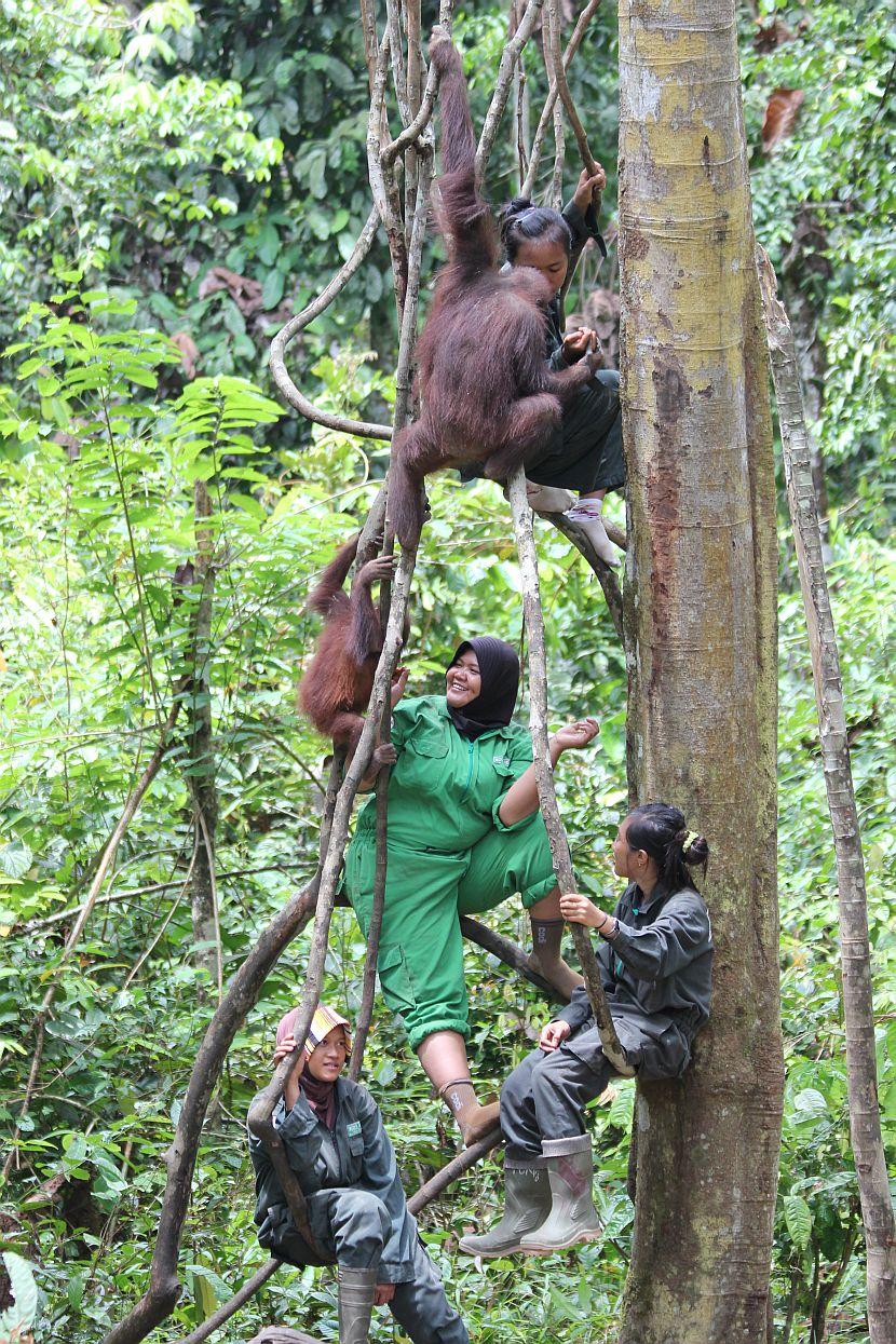 Borneo orangutans