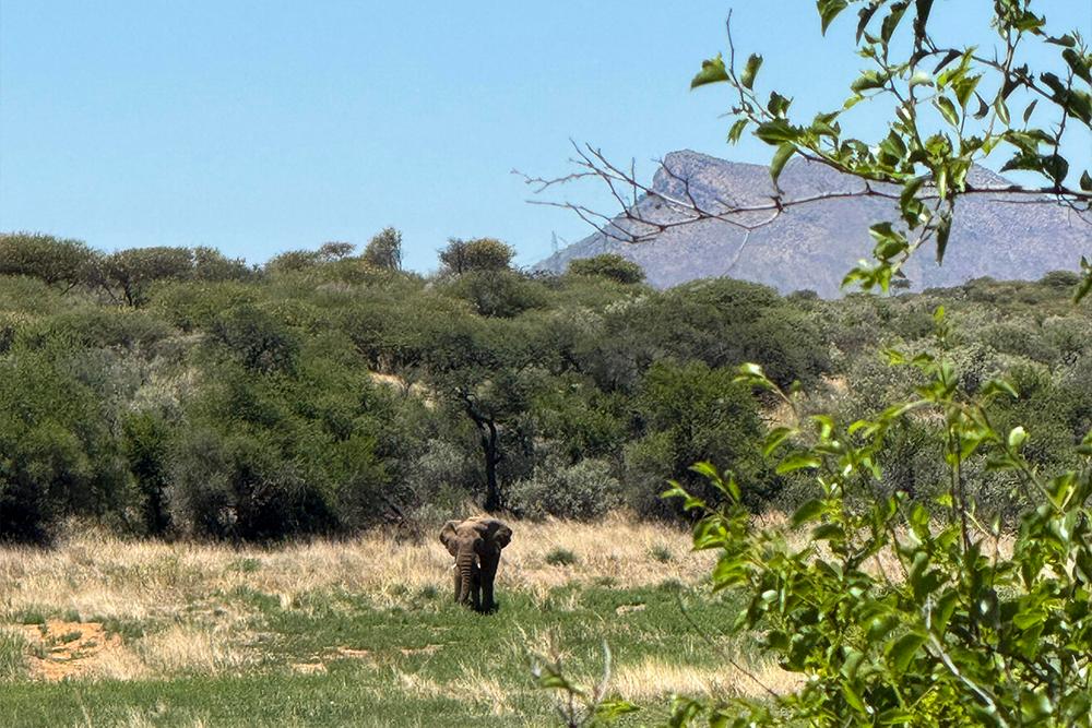 Elephant in Namibia