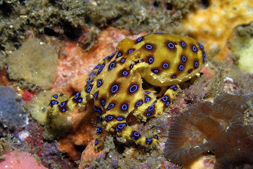 Blue Ringed Octopus