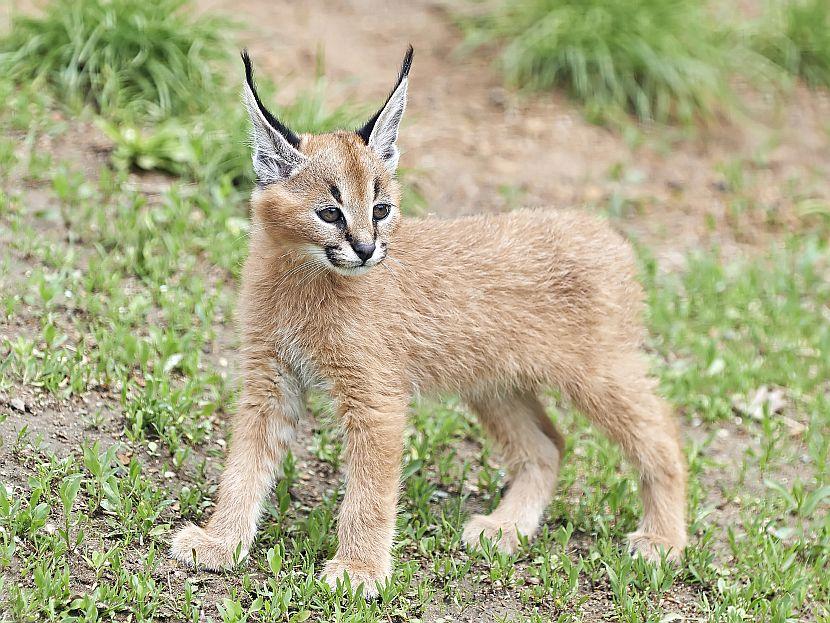 Caracal Cub