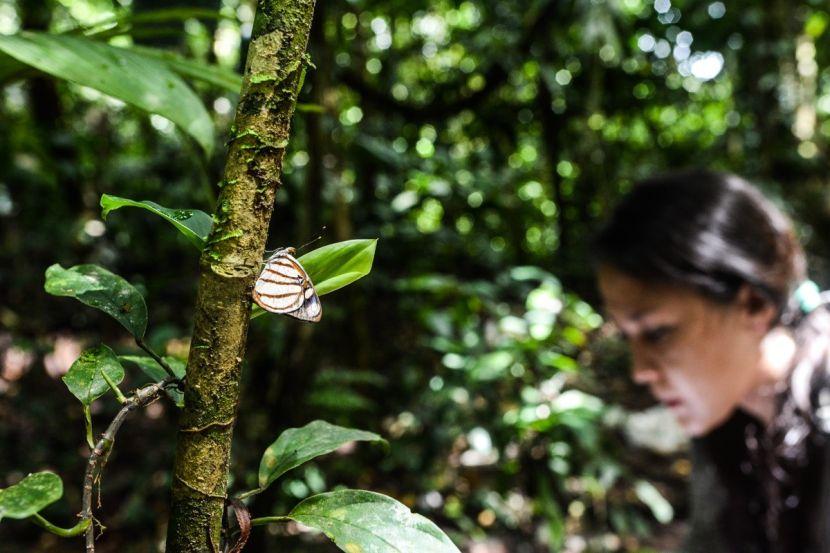 butterflies in the amazon rainforest volunteer opportunities abroad 