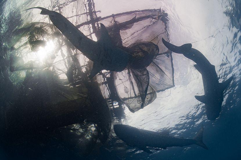 Whale shark beneath fishing net