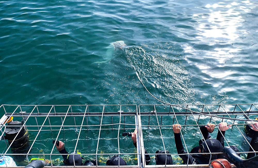 Cage Diving with Giant Bronze Whaler Sharks