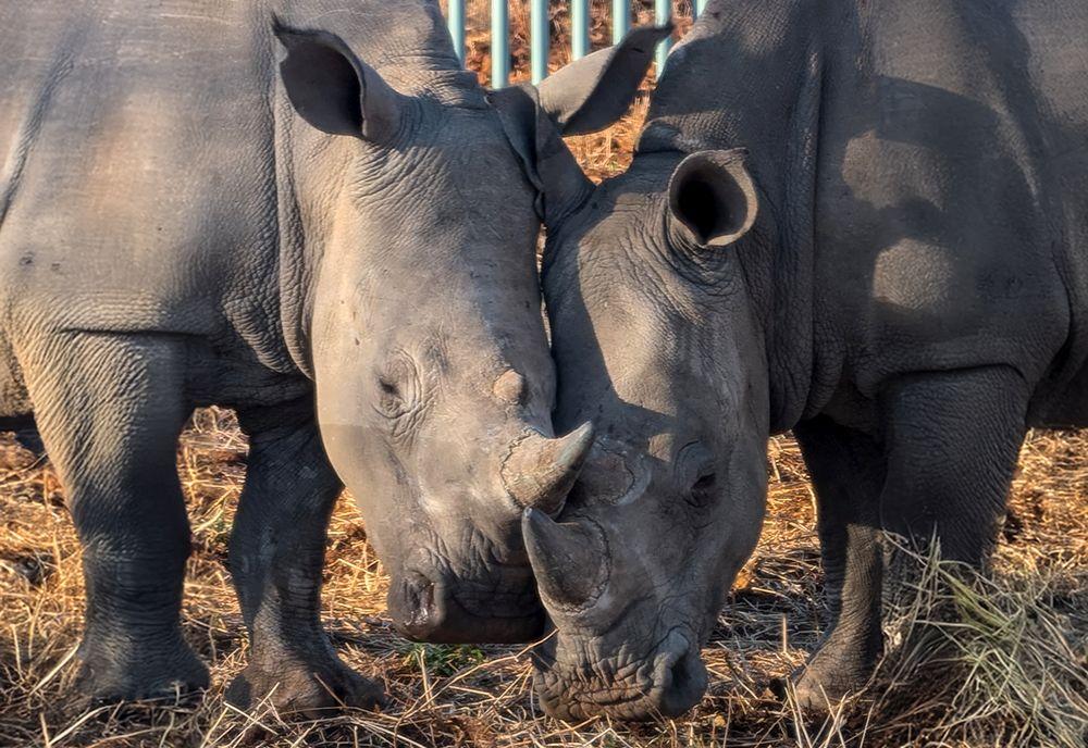 Rescued Rhinos in Protected Boma on Secure Reserve