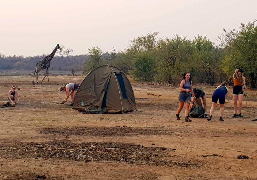 Volunteers Building Camp with Giraffe Visitor - Victoria Falls Conservation Experience