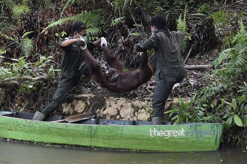 Orangutansin Borneo