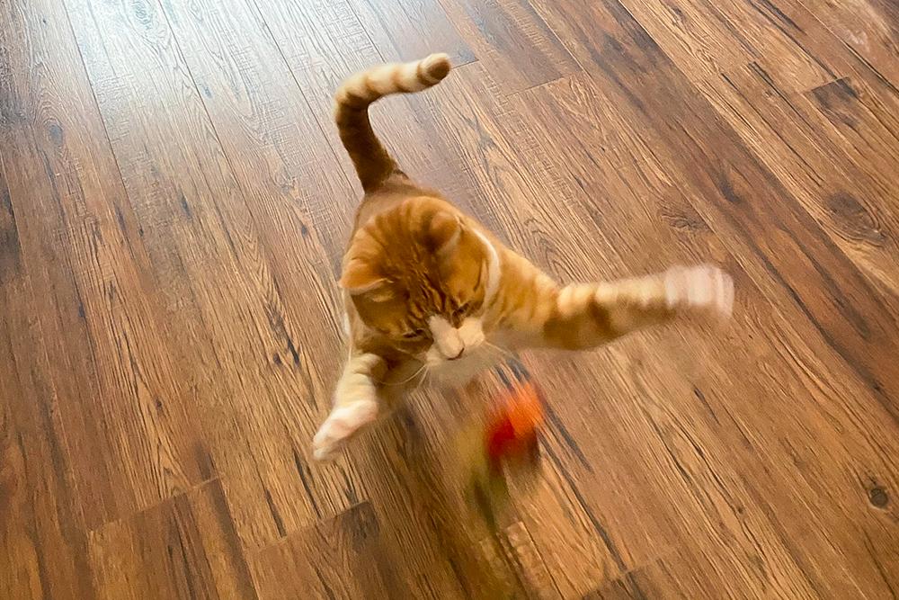 Rotating Enrichment Toys