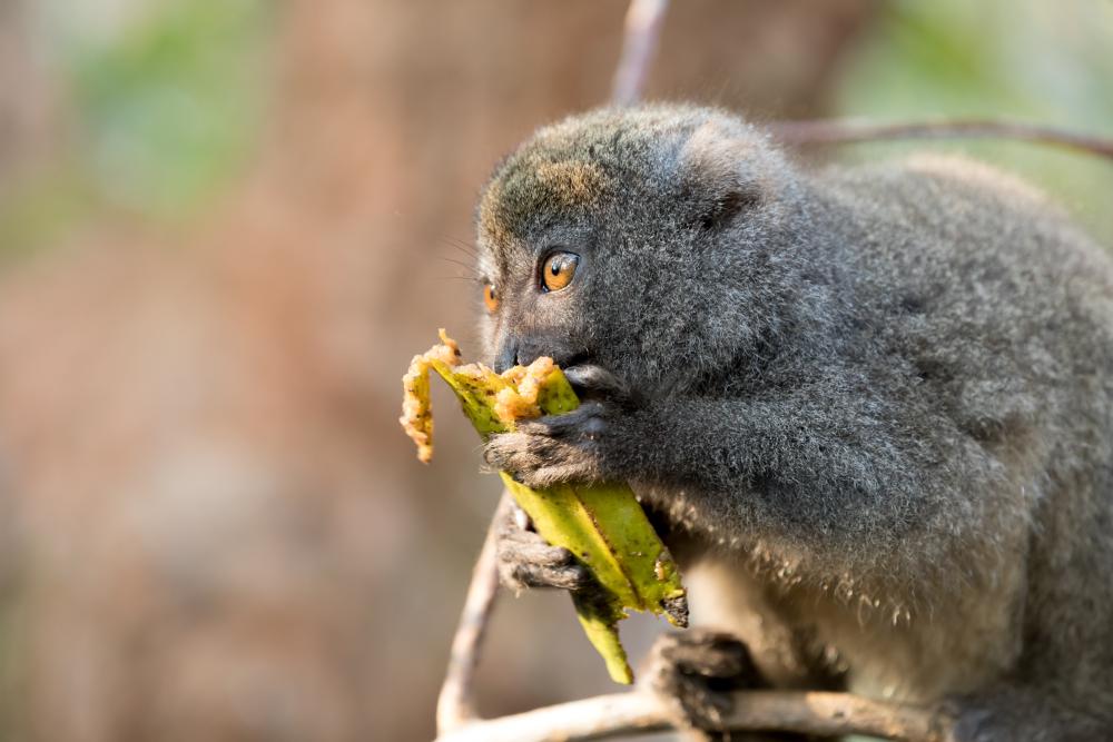 Photo of an Eastern Lesser Bamboo Lemur Eating Bamboo