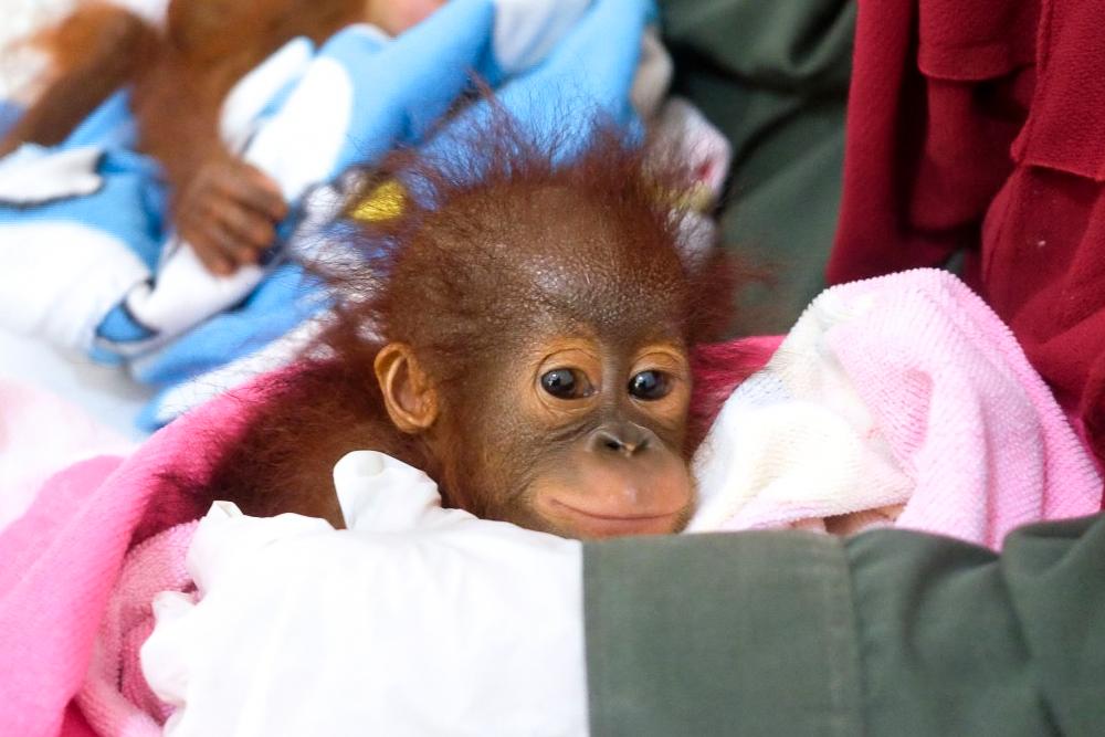 Baby Orangutan Rescued by Borneo Orangutan Survival Foundation
