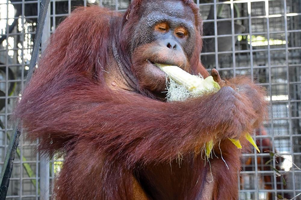 Orangutan Nett