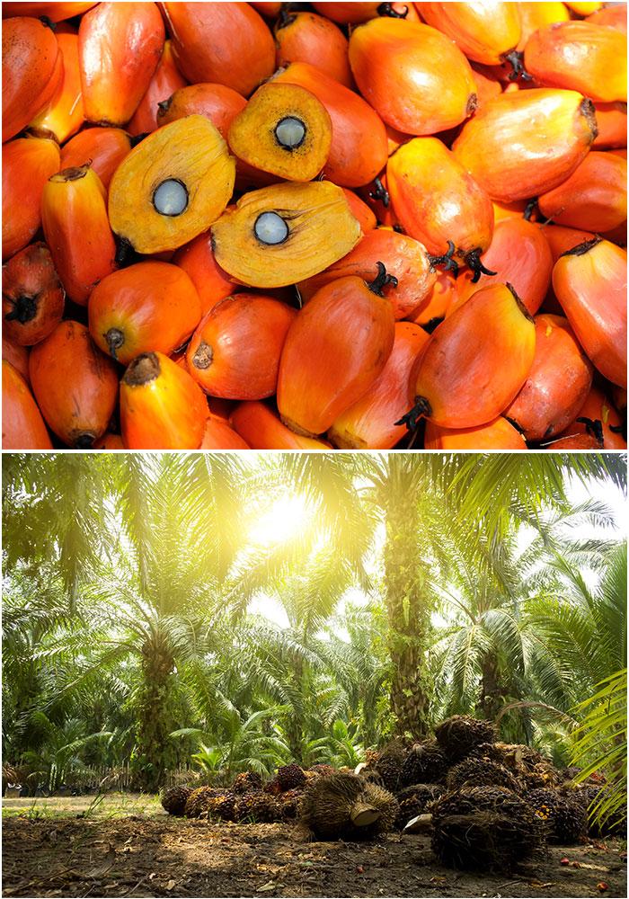 Palm Oil Fruit