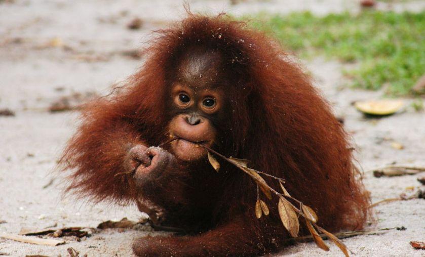 baby orangutan